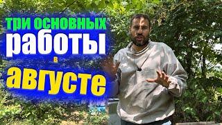 Ошибки пчеловодов в августе которые ослабляют пчелиные семьи или Пчелы слетают