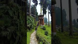 Lamahatta Eco Park  Lamahatta  Pine Forest Darjeeling #shorts #lamahatta #darjeeling #pineforest