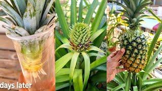 Tips For Growing Pineapple Fast From The Tops  Cant Be Ignored 2