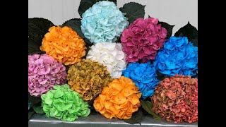 Ortanca Çiçeğinizi İstediğiniz Renge Dönüştürün How To Change Color of Hydrangea Flowers