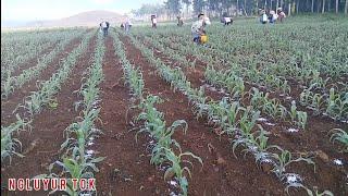 Cara  Tanam Jagung Pembibitan Dari Awal Hingga Panen