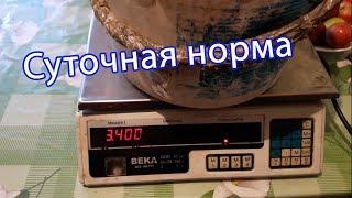 Суточная потребность корма для курей  Взвешиваем корм