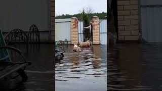 Surviving the spring flood a family and their American bully dogs