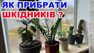 Чим обробити кімнатні рослини від шкідників ?