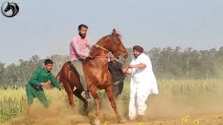 HORSE RACE OF FULL SEASON