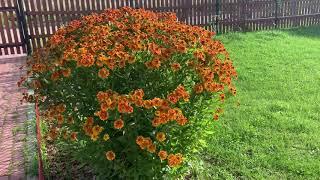 Гелениум Helenium многолетний Один из самых лучших многолетников