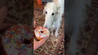 I  believe it #borzoi #donut #guarddog #balance #doglife #weird #unhinged #dogs #donutlover #short