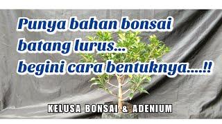 Cara membentuk bonsai elegan dari batang lurus  cangkok angin