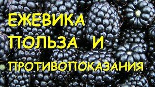 Ежевика. Полезные свойства и противопоказания.