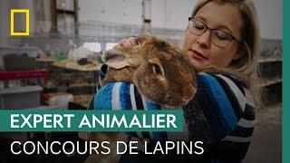 À quoi ressemble un concours de lapins ?