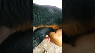 Aggressive gsd dog mating#youtubeshorts #shorts #trending #viral