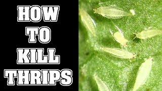 How To Get Rid Of Thrips Pests In Your Garden