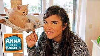 Britisch Kurzhaar Katze  Information für Kinder  Anna und die Haustiere