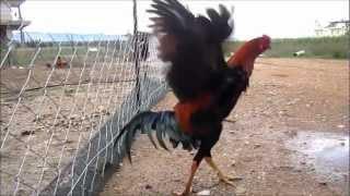 Rooster Crowing #aseel