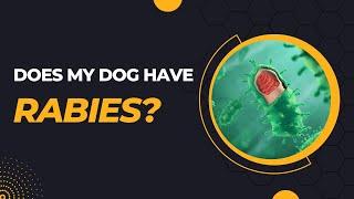 Does My Dog Have Rabies? A Brief Guide to Recognizing the Signs