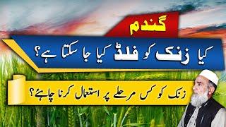 When and How to use Zinc in wheat crop  Crop Reformer