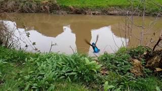 Kingfisher Release at Uckfield