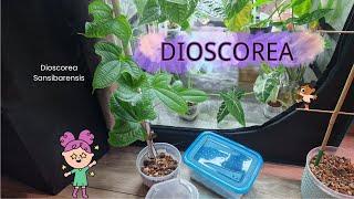 Dioscorea - poradnik ‍🪴