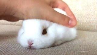 Kanin - en morsom og søte kaninen videoer. Kompilering  Ny HD