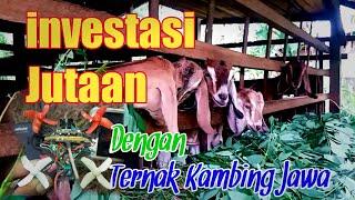 Praktis Cara Ternak Kambing Jawa randu Pakan daun Ubi jalar