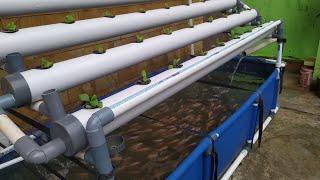 DIY  How to make Simple RAS system Tilapia Ponds  Aquaponic System part 2