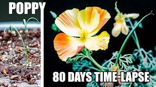 Growing Poppy Flower From Seed 80 Days Time Lapse