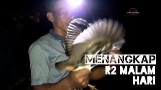 rupanya seperti ini cara menangkap ruak ruak dengan tangan kosong. part 1