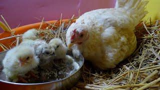 Beautiful Mother Hen calling her cute Chicks for to Eat Feed & Drink Water II Chicks Training Video