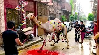 Dangerous Camel Qurbani 2021  Best Qurbani  Eid ul Adha 2021 #shorts