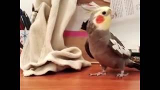 Burung bisa bernyanyi