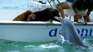 Dolphin Kisses Dog Jumps For Joy