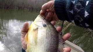 BIG SHELLCRACKER Redear Sunfish Fishing With 1 lb Line and Worms