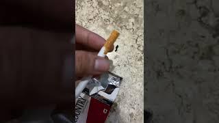 Rokok Country #review #rokok #rokokindonesia #cewekkekinian #country #viral #rokokmembunuhmu