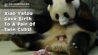 Panda Xiao Yatou Gave Birth To A Pair Of Twin Cubs  iPanda
