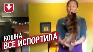 Кошка пришла и всё испортила