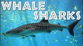 All About Whale Sharks for Children Whale Shark video for Kids - FreeSchool
