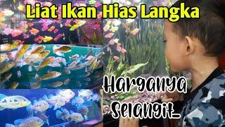 Ikan Warna Warni Cantik Seharga Jutaan Bikin Hafiz Gemes