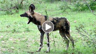 Wild Dogs Waking up at Dawn