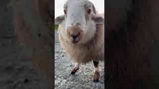 Pet Lamb Enjoying His Breakfast #cute #pets #shorts