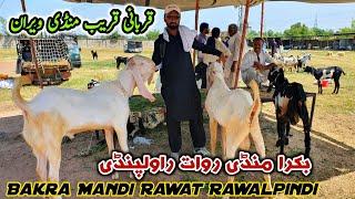 Today Rawat Bakra Mandi Rawalpindi Latest Update 21 May 2024