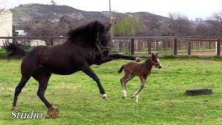 Baby Foal  with its Mom