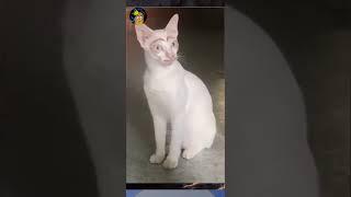 Apakah Kamu Bisa Tahan Tawa? Versi Kucing Part 45