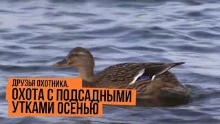 Охота с подсадными утками осенью \ Друзья охотника