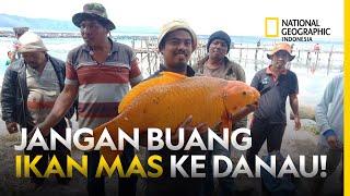 IKAN MAS YANG DIBUANG KE DANAU TUMBUH RAKSASA