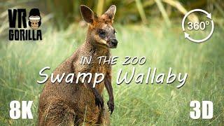 VR in the Zoo Swamp Wallaby short - 8K 360 3D