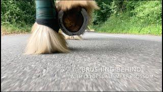 Brushing Injuries with Clydesdale Mare Blossom