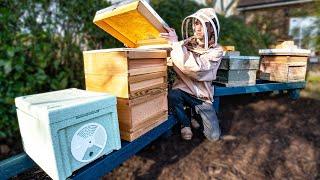 Expanding my Beekeeping Operation - building hives and treating for disease