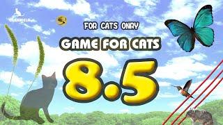 【CAT GAMES】MIX8.5 Butterfly Foxtail etc.30min.