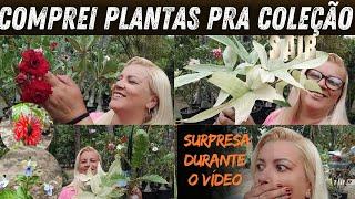 comprei muitas plantas raras  mostrei os bebês que ficaram órfãos-fiz replantio e bati papo gostoso