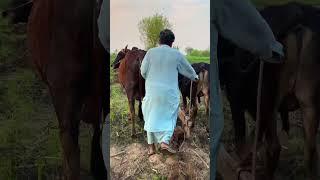 Ploughing with Bulls In Pakistan 100 Years Old Traditional Agriculture Method #villagelife #shorts